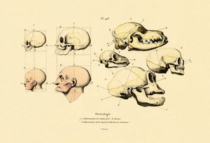 Frenología, 1833-39 de French School
